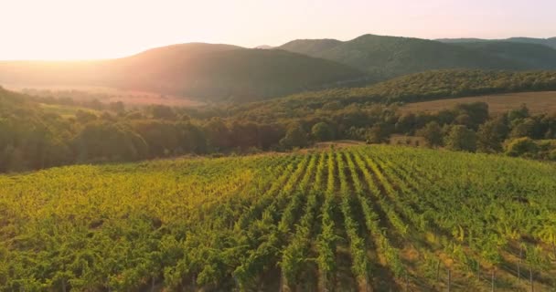 Sonnenaufgang Landschaft Von Weinbergen Landwirtschaftliche Felder Der Landschaft Luftaufnahme Von — Stockvideo