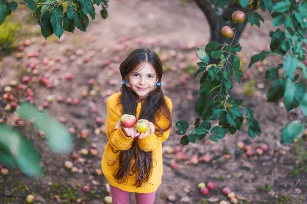 Menina Agricultor Pomar Maçã Pegar Frutas Maduras Orgânicas Árvore Maçã — Fotografia de Stock