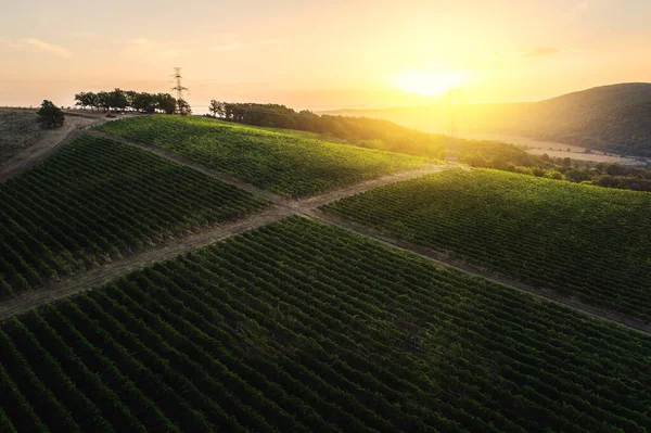 Vigneti Campi Agricoli Campagna Bellissimo Paesaggio Aereo Durante Alba — Foto Stock