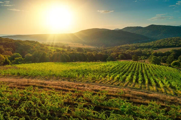 Vignoble Champs Agricoles Campagne Beau Paysage Aérien Lever Soleil — Photo