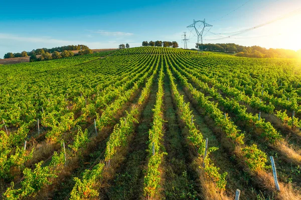 Weinberg Landwirtschaftliche Felder Auf Dem Land Schöne Luftlandschaft Bei Sonnenaufgang — Stockfoto