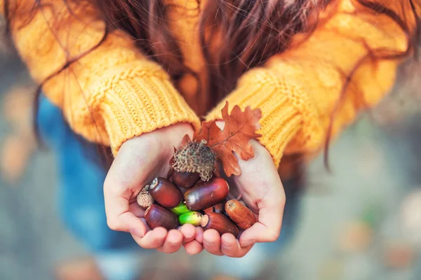 Bos Eikelnoten Handen Van Een Klein Meisje Kleur Herfst Seizoen — Stockfoto