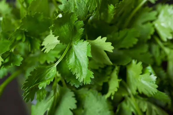 Cilantro — Stock Photo, Image