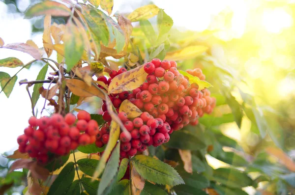 The Rowan — Stock Photo, Image