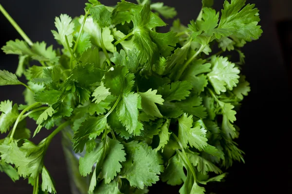 Cilantro — Foto de Stock