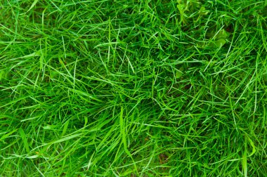 Yeşil Çimen Arkaplanı