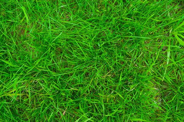 Green grass background — Stock Photo, Image