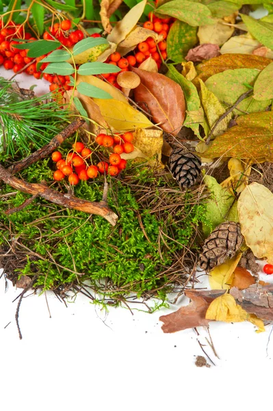 Herbstblätter — Stockfoto