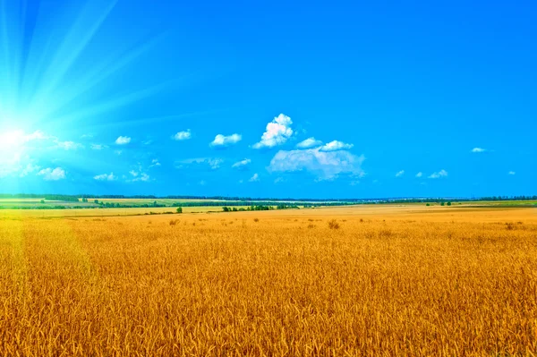 Wheat field — Stock Photo, Image