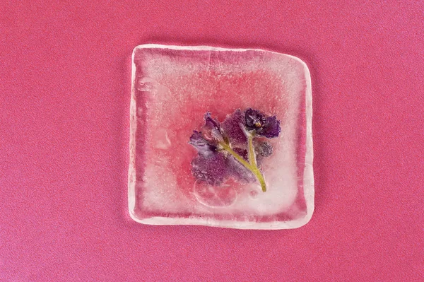 Fleurs violettes congelées à la glace — Photo