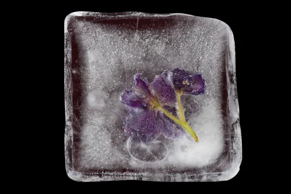 紫罗兰色的花朵，冻结在冰 — 图库照片