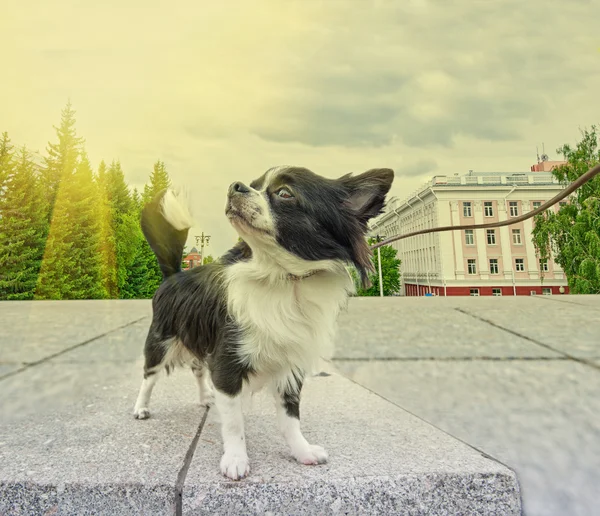 Chihuahua caminhando — Fotografia de Stock