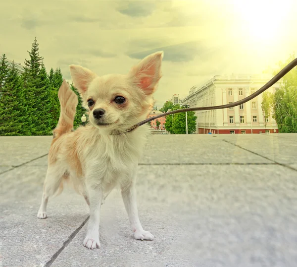 Chihuahua caminhando — Fotografia de Stock