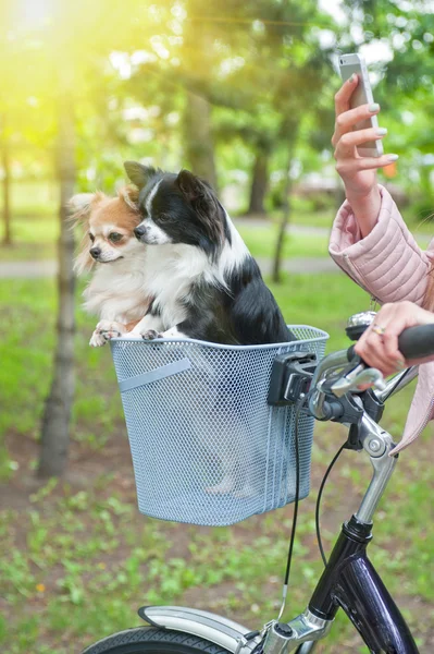 Balade à vélo avec chiens — Photo