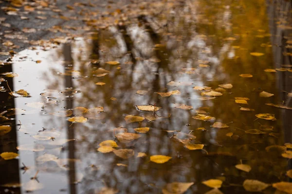 Feuilles d'automne sur fond d'eau dans la flaque. — Photo