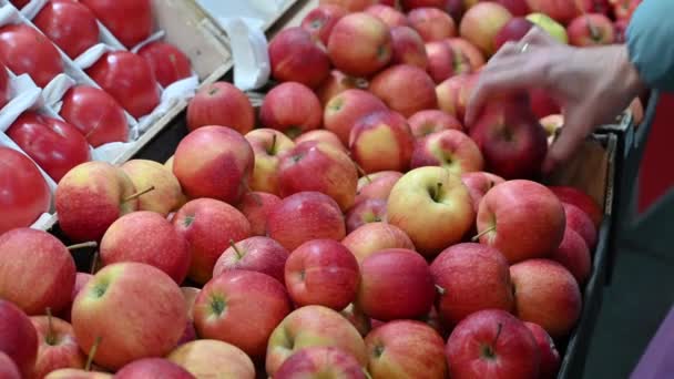 Žena vybírá a kupuje jablka — Stock video