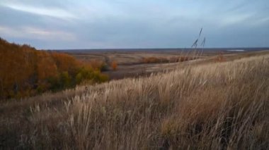 Çimen çiçeği esiyor