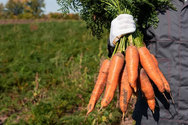 Farmer hands in gloves holding bunch of carrot — Stock Photo, Image
