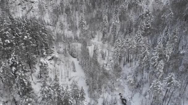 Letecký 4k drone video shora pohled na zimní sibiřský les v horách — Stock video