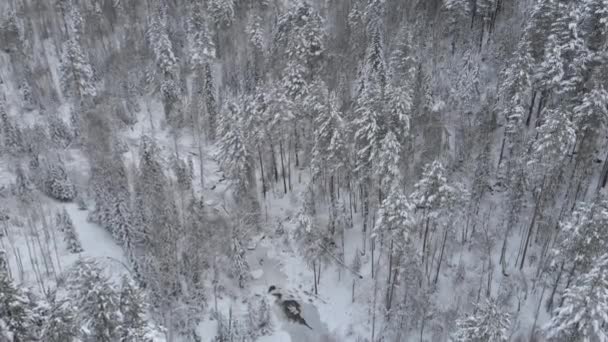 Aerial 4k drone video a tetejére kilátás nyílik a téli szibériai erdő a hegyekben — Stock videók