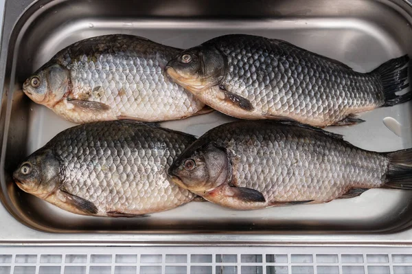 Färsk rå karp fisk — Stockfoto