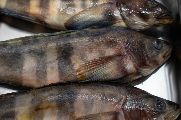 Čerstvé syrové zelené ryby — Stock fotografie