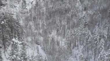 Dağlardaki Sibirya Ormanı 'nın üst görüntülerini gösteren 4k hava aracı videosu.