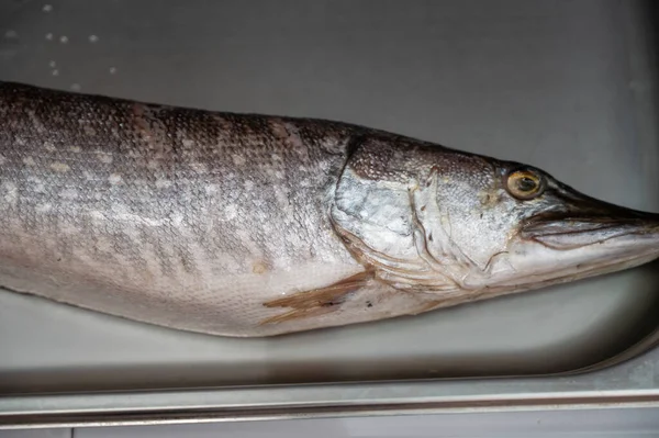 Frischer roher Hechtfisch Stockbild