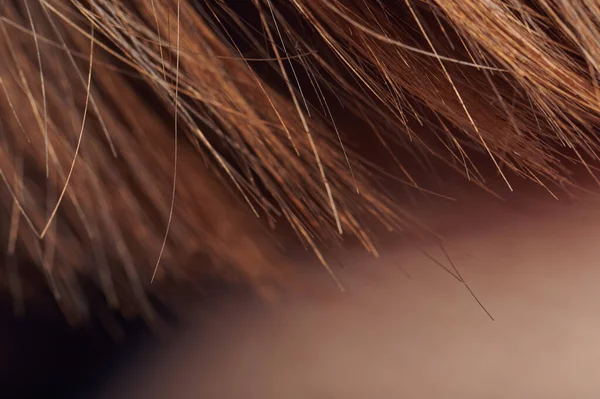 Macro Van Menselijk Haar Eindigt Van Dichtbij Bruin Haar Behandeling — Stockfoto