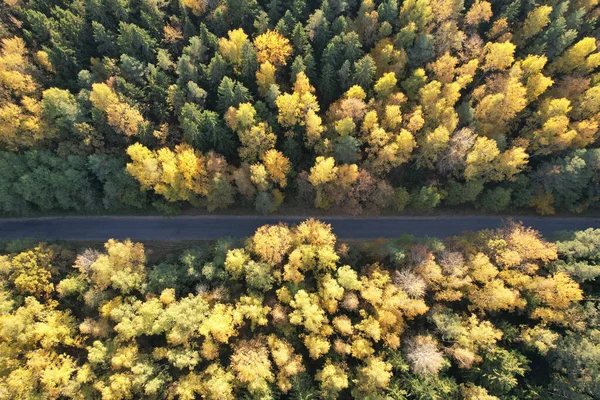 Στενός Δρόμος Κίτρινο Χρώμα Δάσος Πάνω Από Την Κορυφή Drone — Φωτογραφία Αρχείου