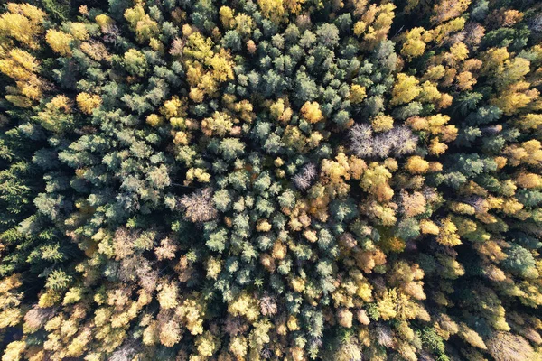 秋天的树木模式在无人俯瞰的上方 五彩缤纷的秋天主题 — 图库照片