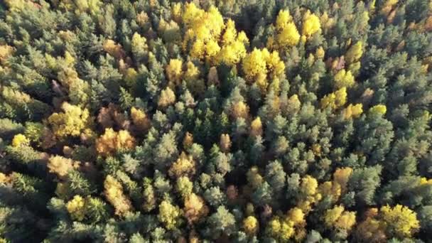 Patrón Árboles Otoño Por Encima Vista Superior Del Dron Tema Video de stock