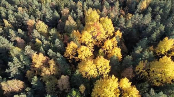 Tema Forestal Otoño Patrón Árboles Amarillos Vista Aérea Del Bosque Video de stock libre de derechos