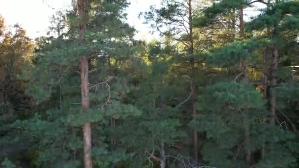 Árboles Forestales Sobre Fondo Claro Atardecer Otoño Fotografías de stock