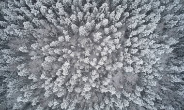 Üst İHA görünümünün üzerinde kış ormanı deseni arka planı