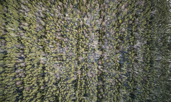 青松森林背景在无人机上方俯瞰 自然森林模式 — 图库照片
