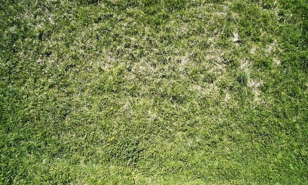 Tuin Groen Gras Achtergrond Boven Bovenaanzicht Met Droge Plekken — Stockfoto