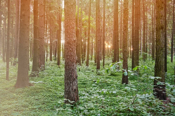 Skogsträd Morgonsolen Ljus Bakgrund Ljus Eko Landskap — Stockfoto