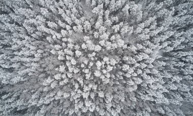 Derin kış ormanı arka planı üst İHA görünümünün üstünde