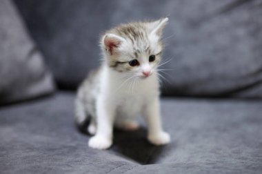 Beyaz kediciğin portresi gri kanepeye otur ve yakından bak.