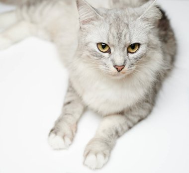 Beyaz stüdyo arka planında izole edilmiş güzel kedi portresi