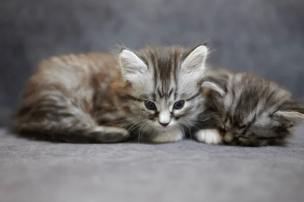 Dos Gatitos Duermen Acogedor Sofá Sobre Fondo Gris Estudio — Foto de Stock