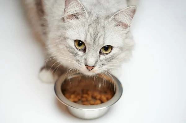 Porträt Einer Hungrigen Katze Neben Metallschale Isoliert Auf Studiohintergrund Stockbild