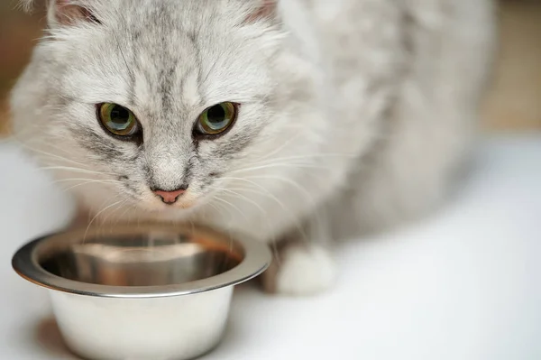 Ritratto Gattino Grigio Che Mangia Placca Metallica Sfondo Studio Foto Stock