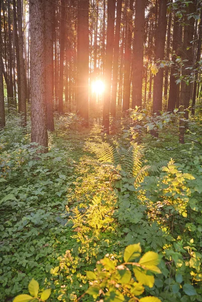 Solstrålen Kommer Kaster Skogtreet Morgenen – stockfoto