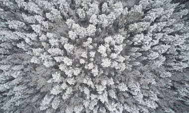 Kalın kış ormanı geçmişi. Beyaz kar doğasına yukarıdan bir bakış