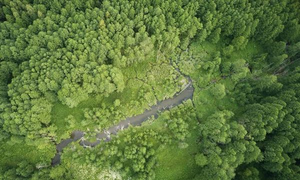Piccolo Stagno Verde Foresta Sfondo Aerea Sopra Drone Vista — Foto Stock