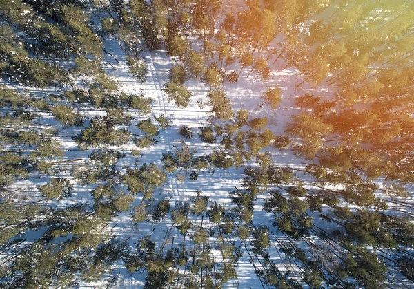 Fundo Floresta Selvagem Acima Vista Drone Superior Lugares Neve Branca — Fotografia de Stock