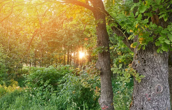Napfény Reggeli Park Hátterében Napfényes Ökológiai Táj — Stock Fotó