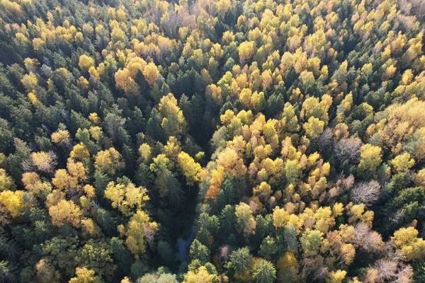 Bakgrund Höst Gul Färg Skog Träd Antenn Drönare Visa — Stockfoto